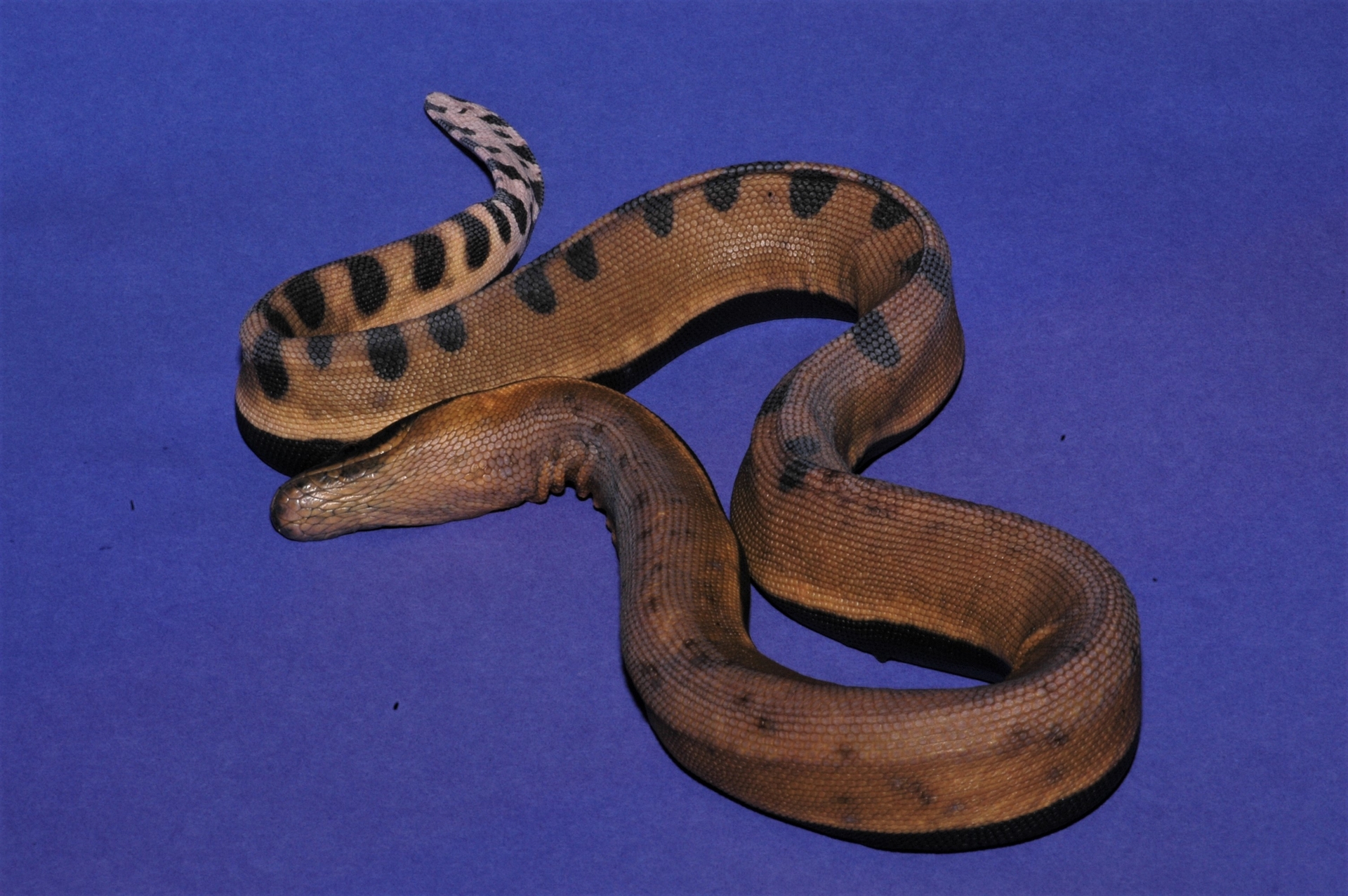 黑背海蛇的腹鱗已經小到難以和旁邊的體鱗區隔。攝影：杜銘章