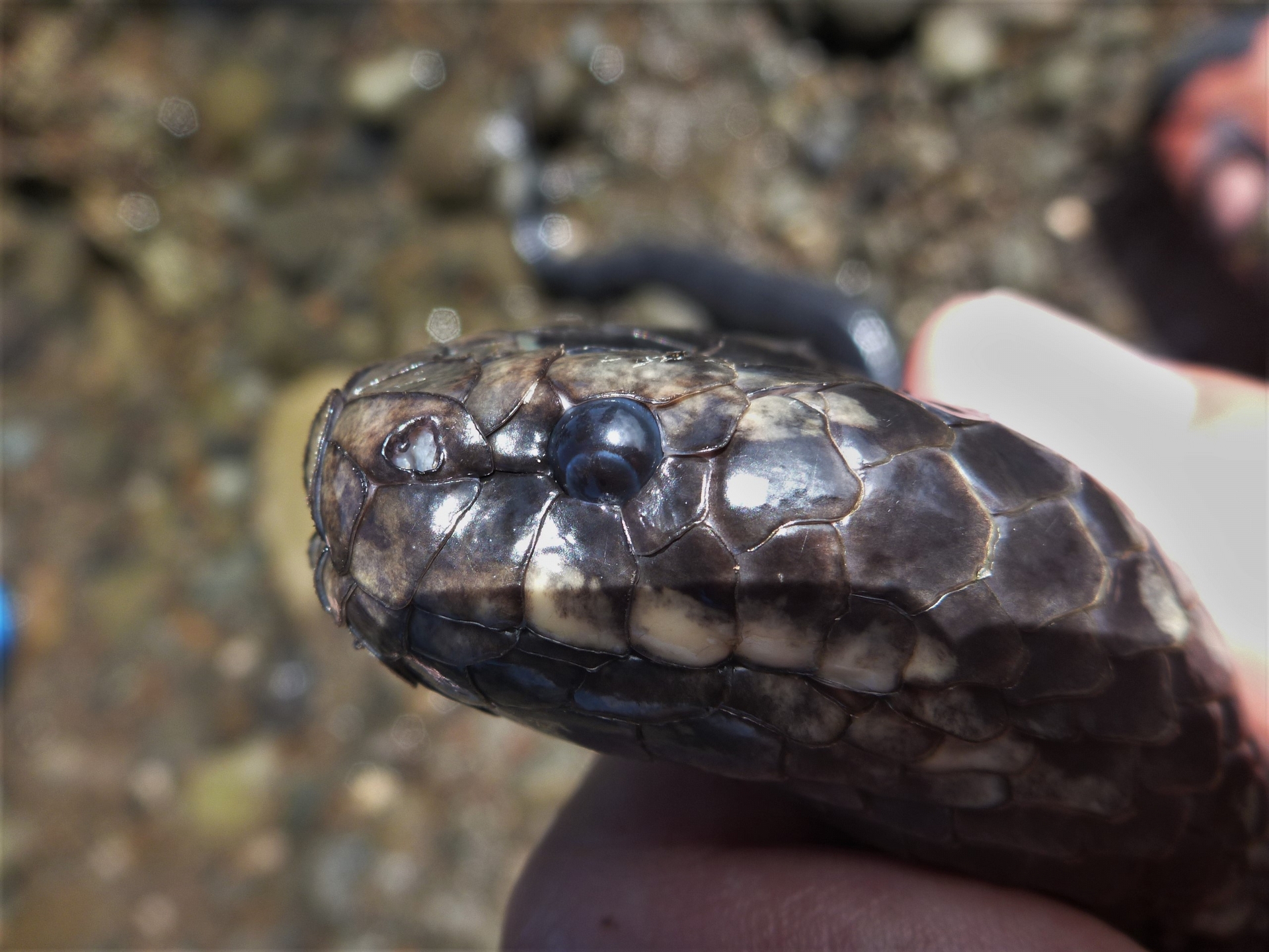 黃唇青斑海蛇的鼻孔雖沒有瓣膜，但仍可以關閉。攝影：杜銘章