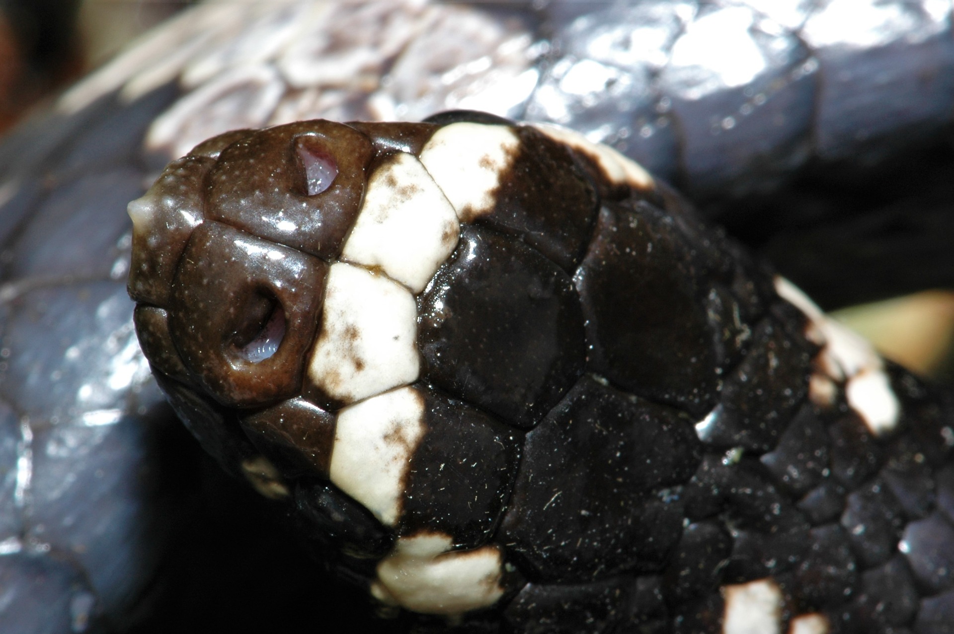 飯島氏海蛇打開的鼻孔瓣膜。攝影：杜銘章
