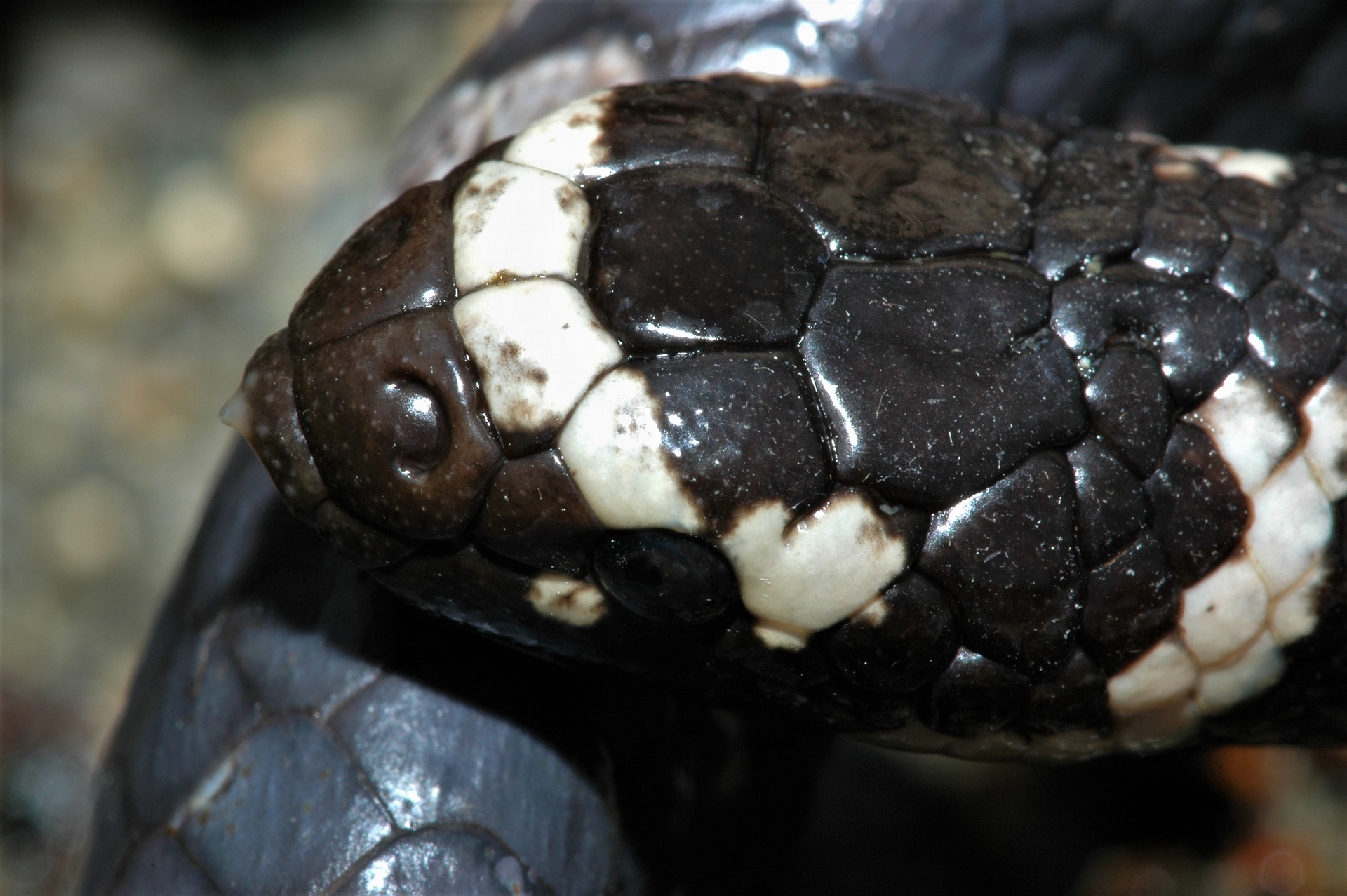 屬於「真海蛇」的飯島氏海蛇（<i>Emydocephalus ijimae</i>）的鼻孔有瓣膜。攝影：杜銘章