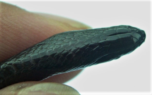 黑頭海蛇（<i>Hydrophis melanocephalus</i>）的腹鱗已經明顯變小但仍比旁邊的體鱗大。攝影：杜銘章