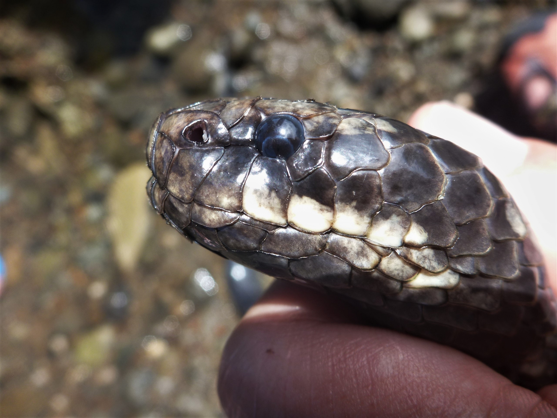 黃唇青斑海蛇（<i>Laticauda colubrina</i>）屬於「海環蛇」，牠的鼻孔沒有瓣膜。攝影：杜銘章