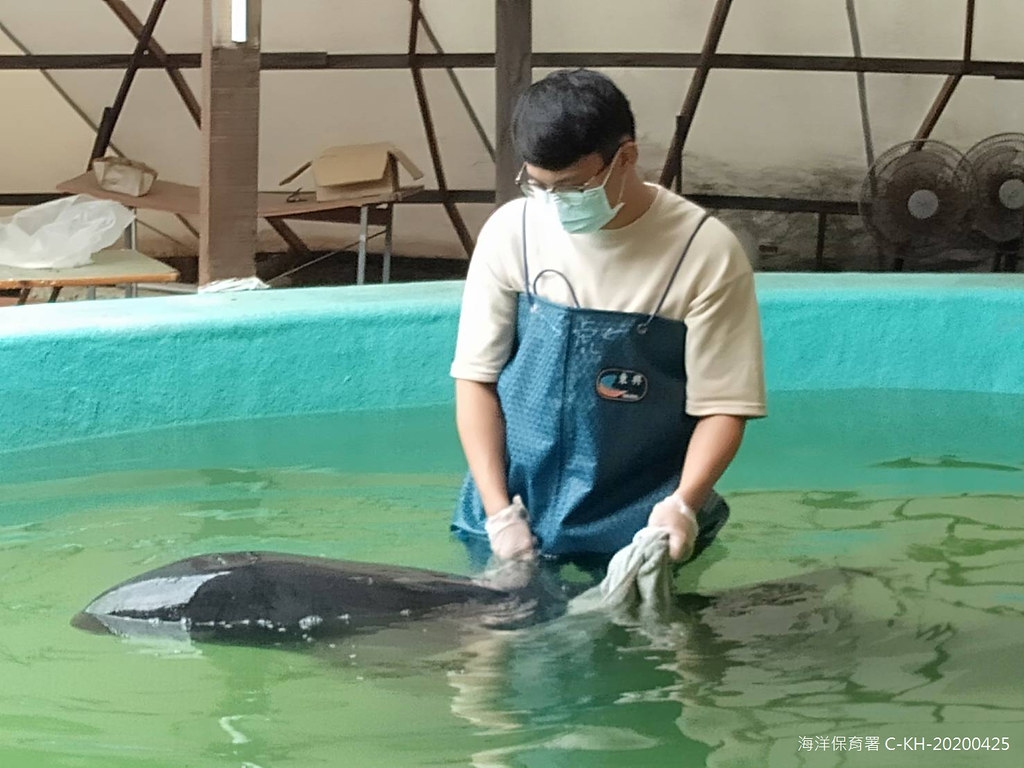 安置於成大海洋生物鯨豚救援中的小虎鯨，疑似與其他死亡個體急性感染，正積極投藥中，希望能改善狀況。圖片來源：海保署提供