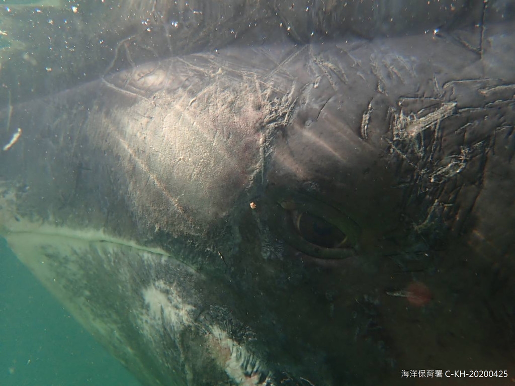 倖存小虎鯨從消波塊脫身，身上布滿各種消波塊磨出來的痕跡。圖片來源：海保署