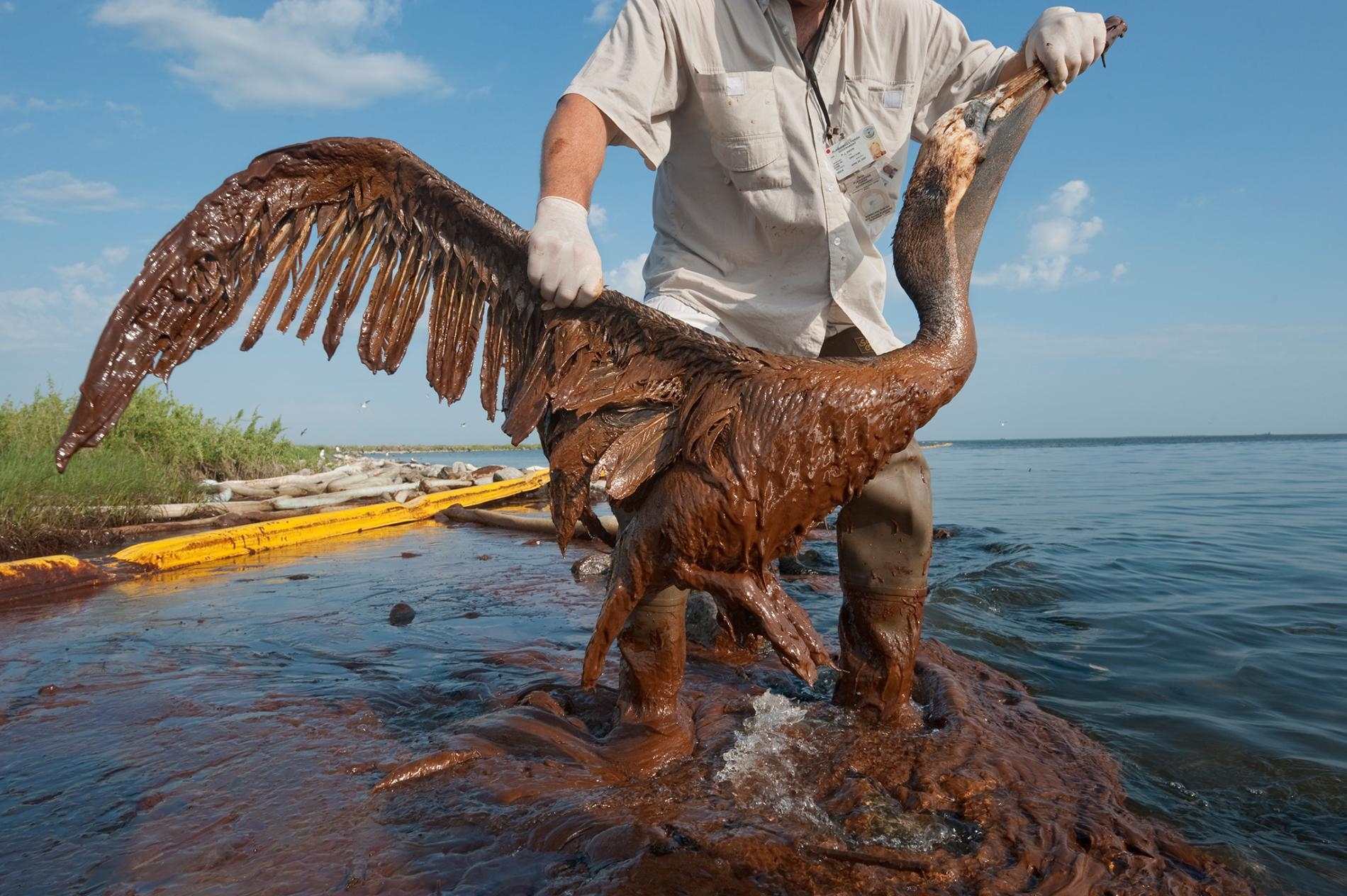 漏油事件後，一隻全身嚴重塗滿油污的褐鵜鶘在路易斯安那州的貝絲皇后島（Queen Bess Island）被救起。PHOTOGRAPH BY JOEL SARTORE, NAT GEO IMAGE COLLECTION