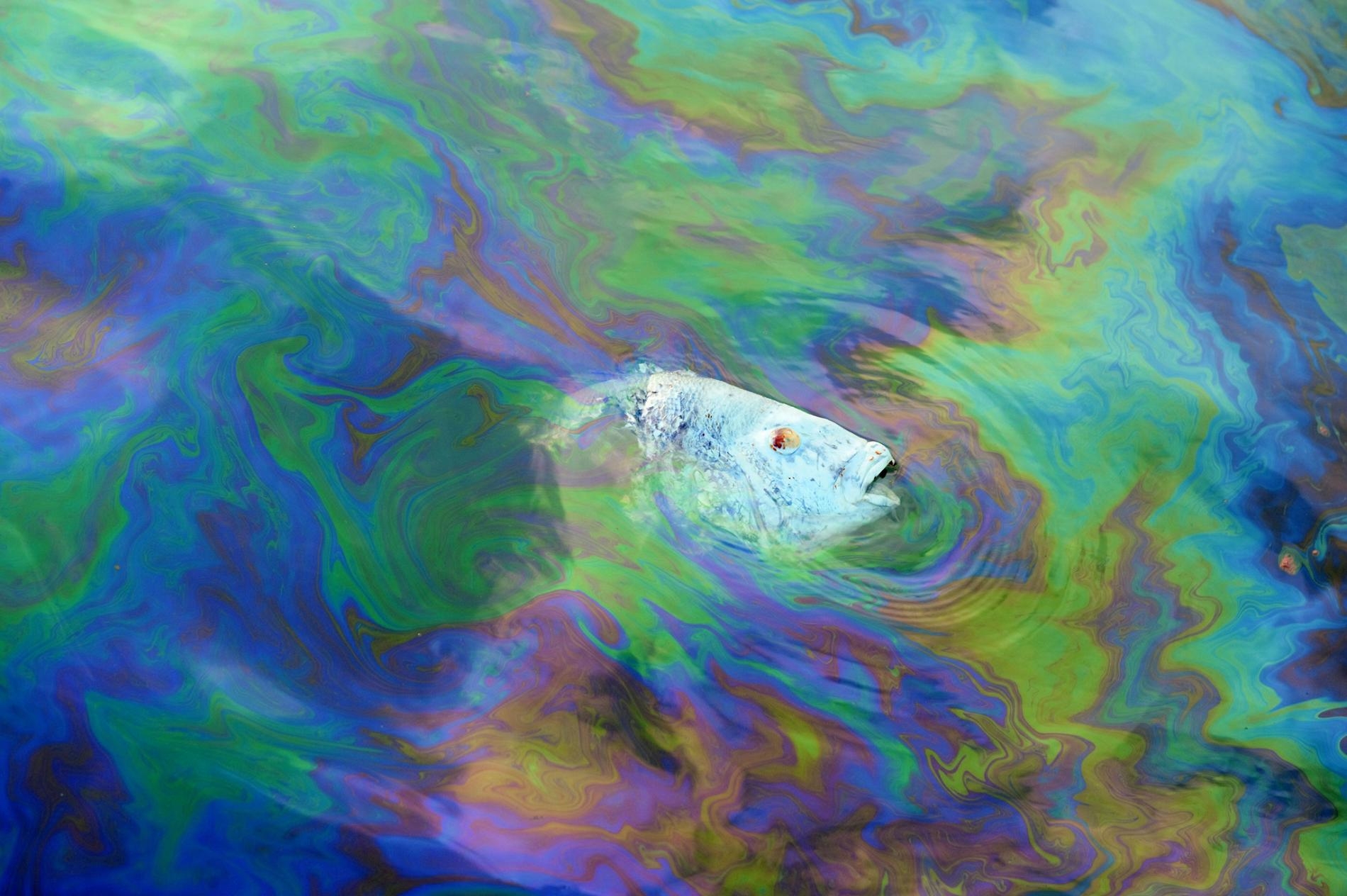 路易斯安那州的大島（Grand Isle）附近，一條死去的黑石首魚漂浮在油污的水裡。PHOTOGRAPH BY JOEL SARTORE, NAT GEO IMAGE COLLECTION 