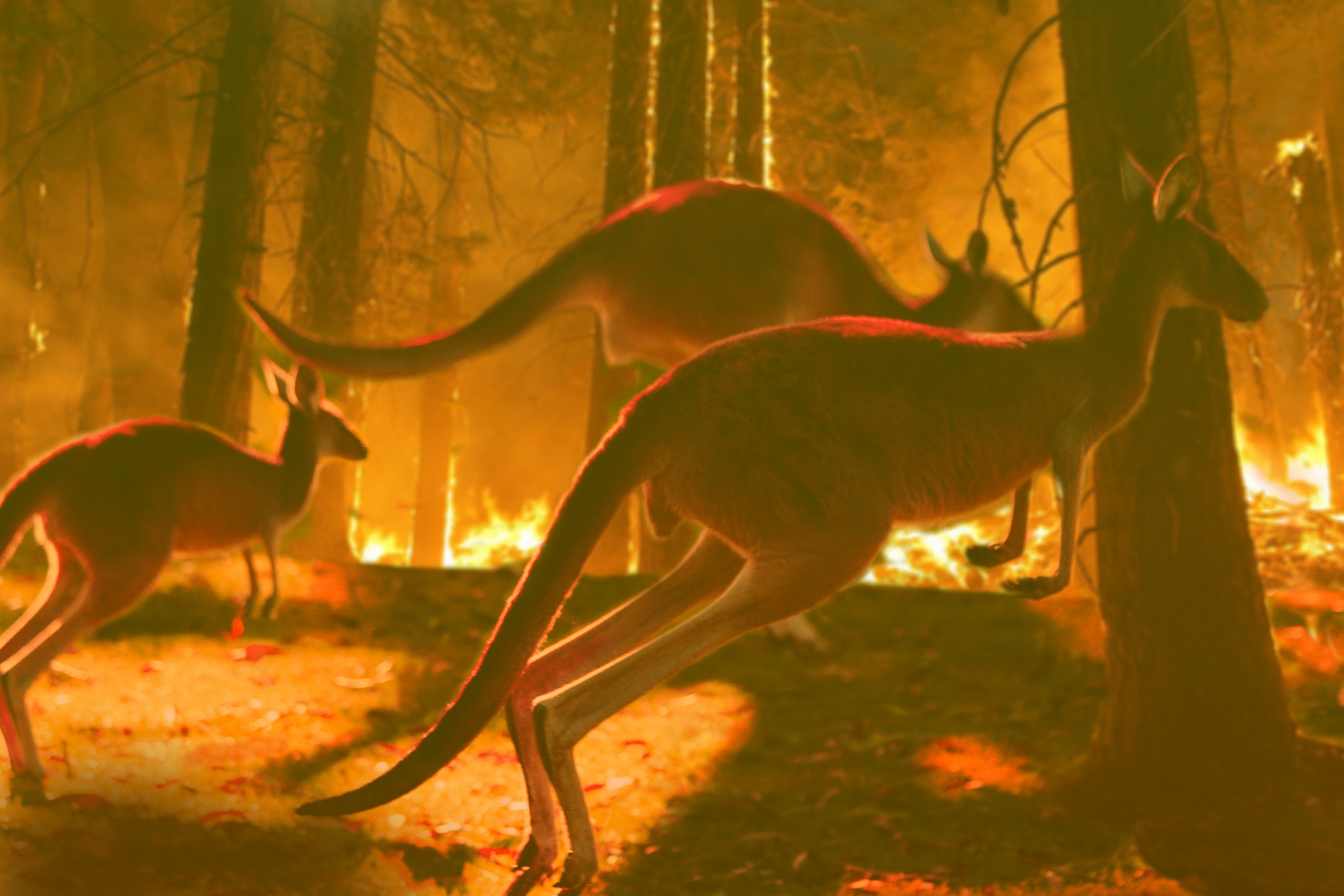 約有一百多種物種因澳洲大火喪失了至少30％的棲地