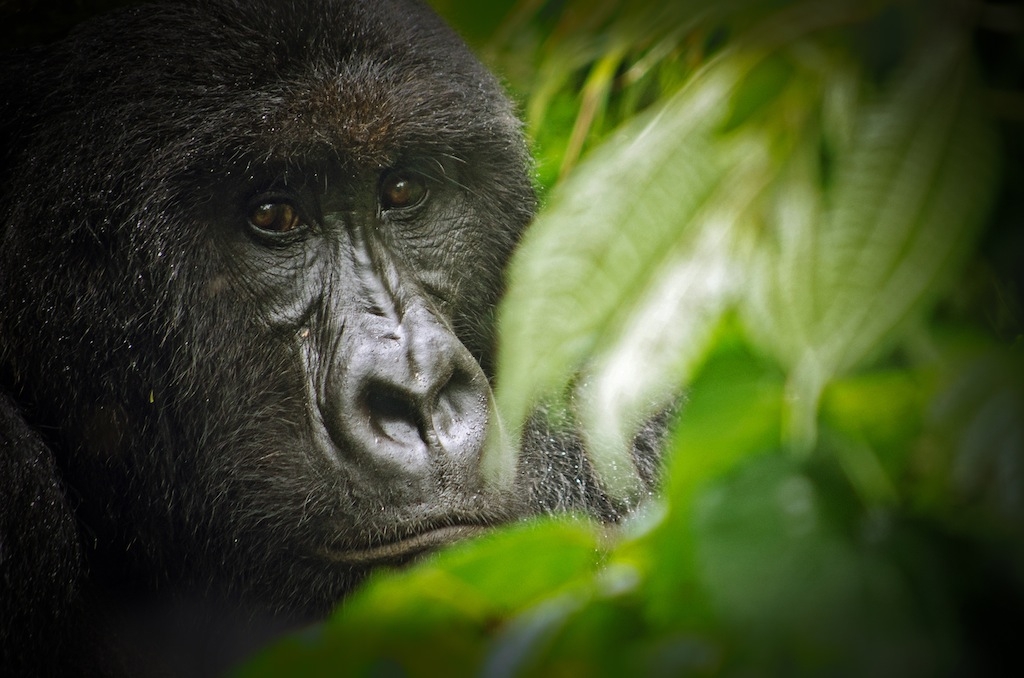 山地大猩猩的家園不平靜 剛果維龍加國家公園12名護管員遭殺害