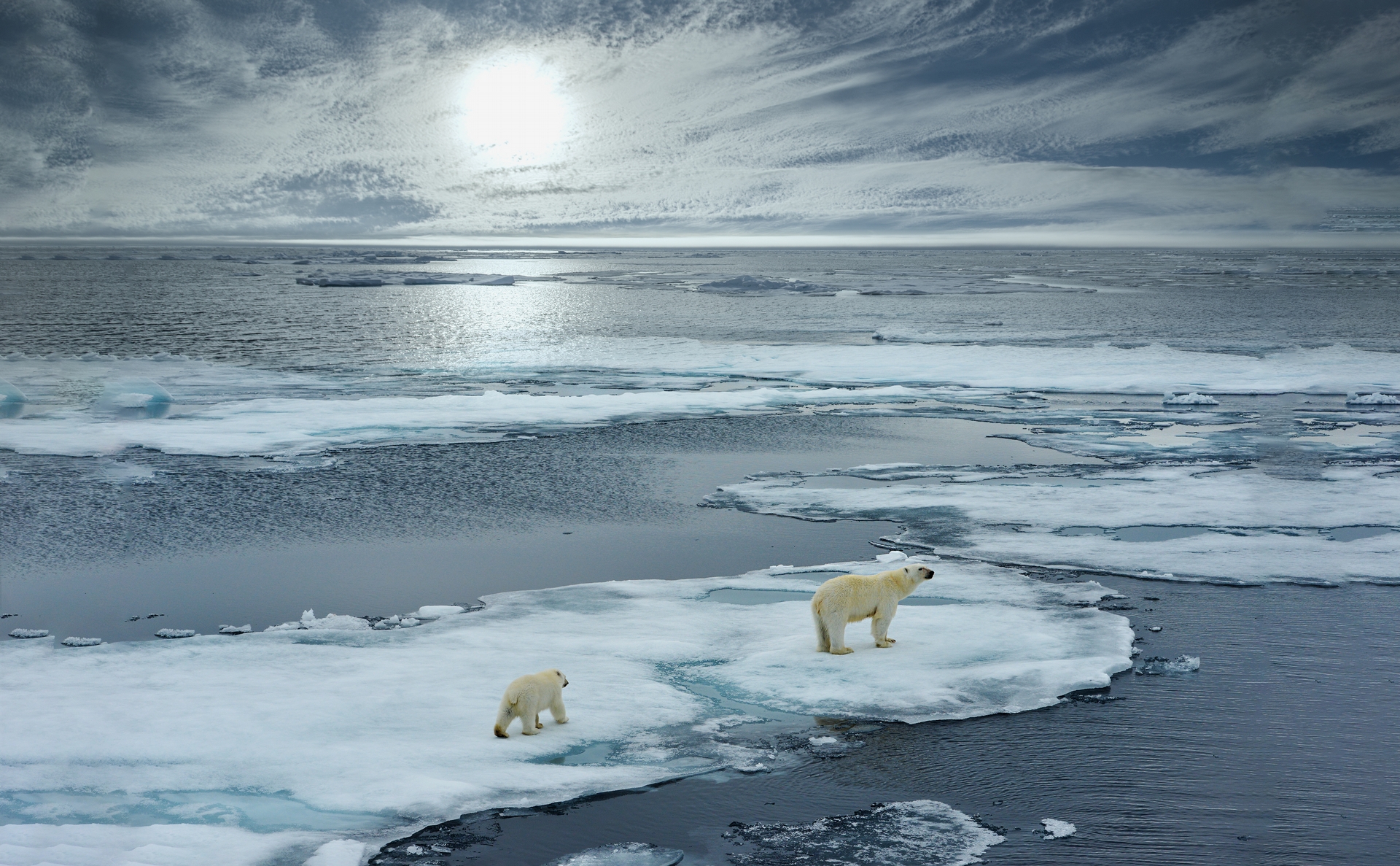 北極熊晃蕩於消融冰層，氣溫上升生存遭受威脅。