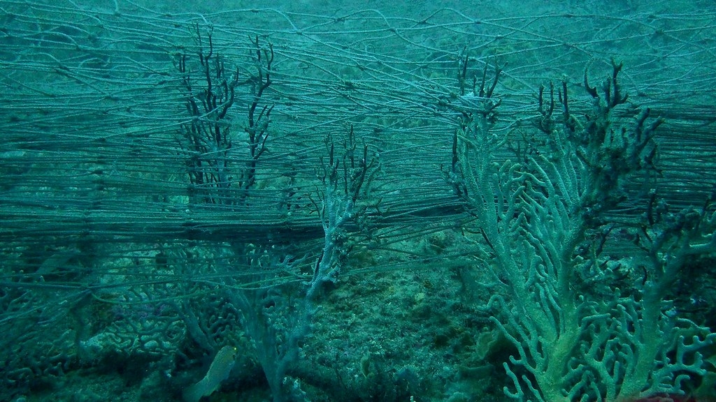 臺灣淺堆豐富珊瑚礁與魚群。廢漁網殘繞成為陰影。圖片提供：鄭明修