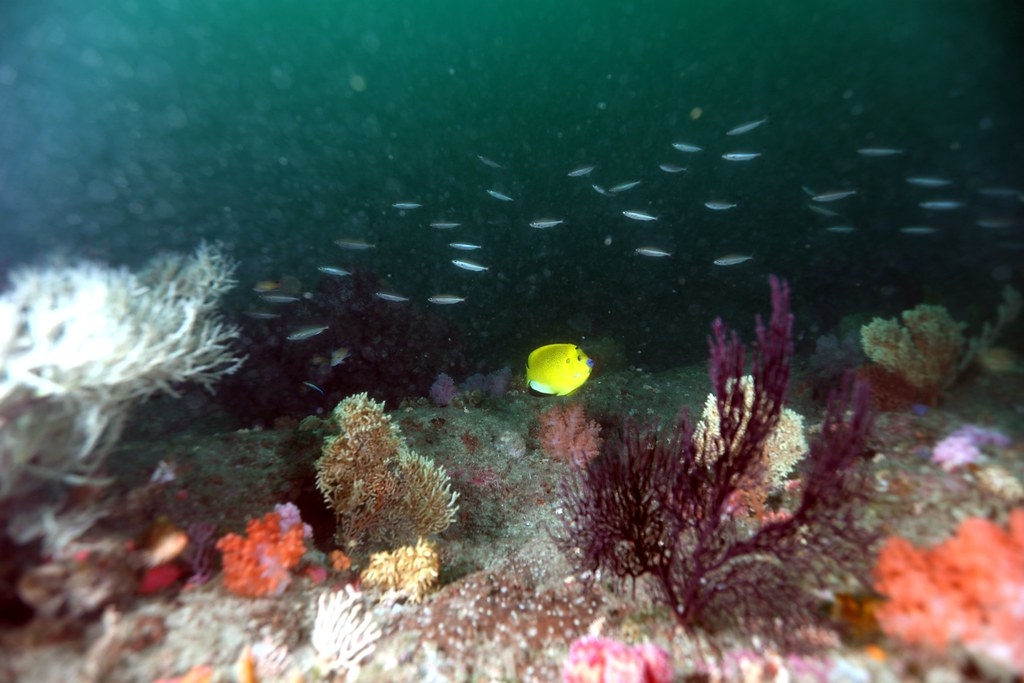 臺灣淺堆豐富珊瑚礁與魚群。圖片提供：鄭明修