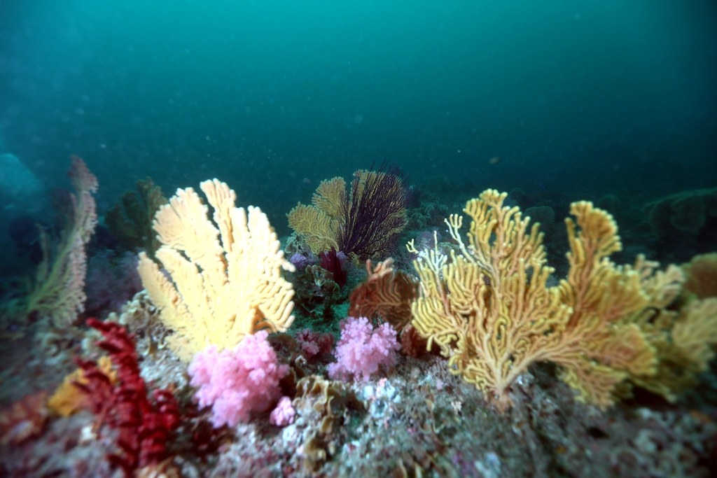 臺灣淺堆豐富珊瑚礁與魚群。圖片提供：鄭明修