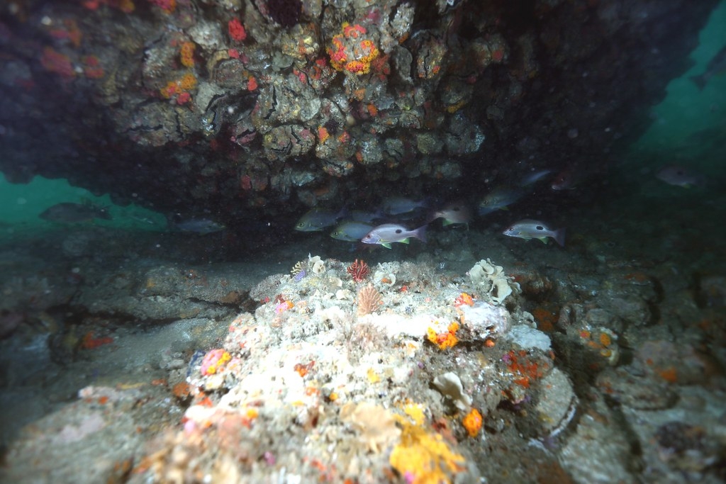 臺灣淺堆並非都是沙丘，內有豐富珊瑚礁與魚群。圖片提供：鄭明修