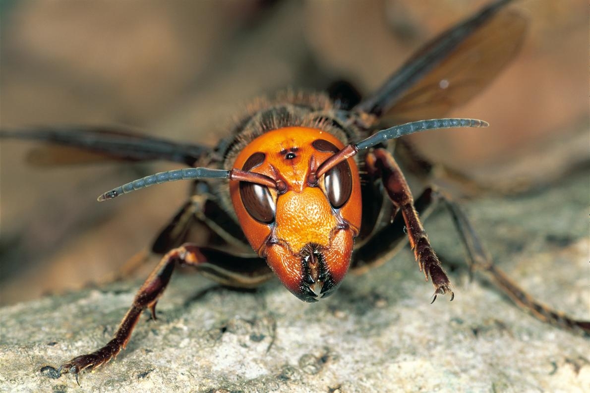 大虎頭蜂被目擊出現在華盛頓州，引起官方警覺。PHOTOGRAPH BY ATSUO FUJIMARU, MINDEN PICTURES 