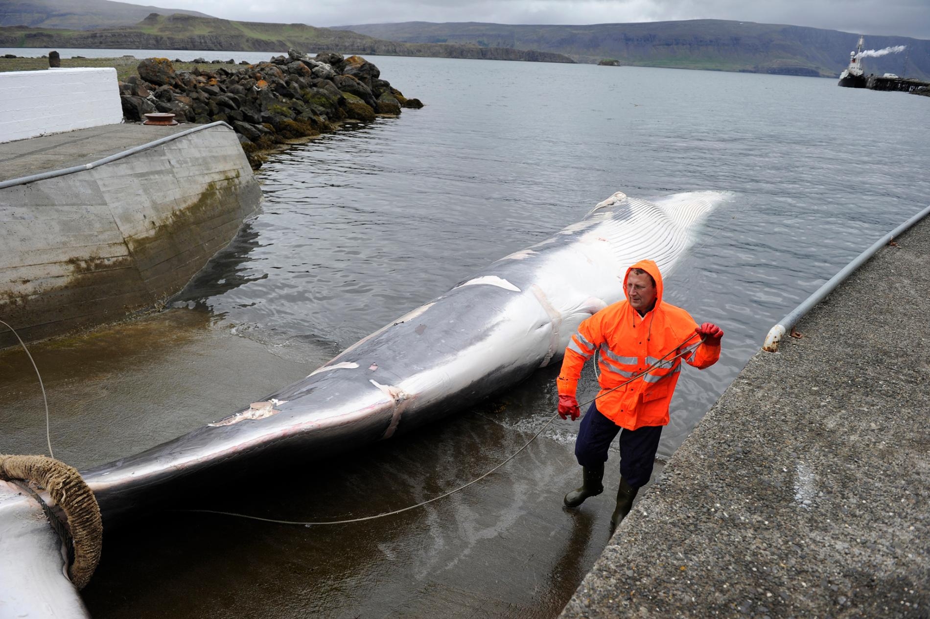 2013年捕鯨季抓到的第一頭長鬚鯨（fin whale），被帶到位於冰島雷克雅維克（Reykjavik）外的鯨魚峽灣（Hvalfjörður）。冰島的兩間捕鯨公司今年並不打算捕鯨，可能以後也永遠都不捕鯨了。PHOTOGRAPH BY SIGTRYGGUR JOHANNSSON, REUTERS