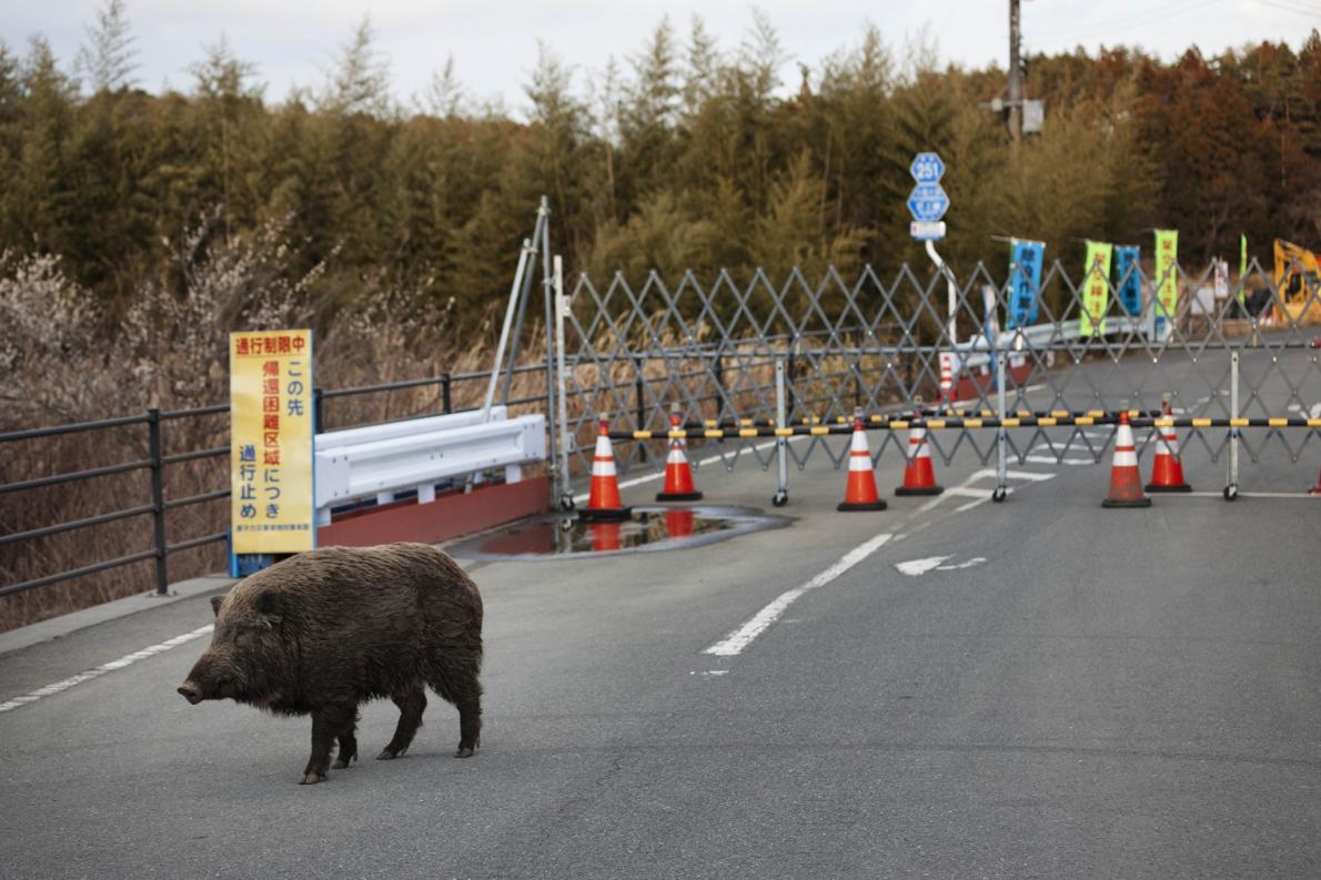 在福島第一核電廠周遭空蕩蕩的隔離區裡，一頭野豬漫步在路上，該核電廠因海嘯造成的爐心熔毁距今已經數年了。PHOTOGRAPH BY KO SASAKI, BLOOMBERG/GETTY