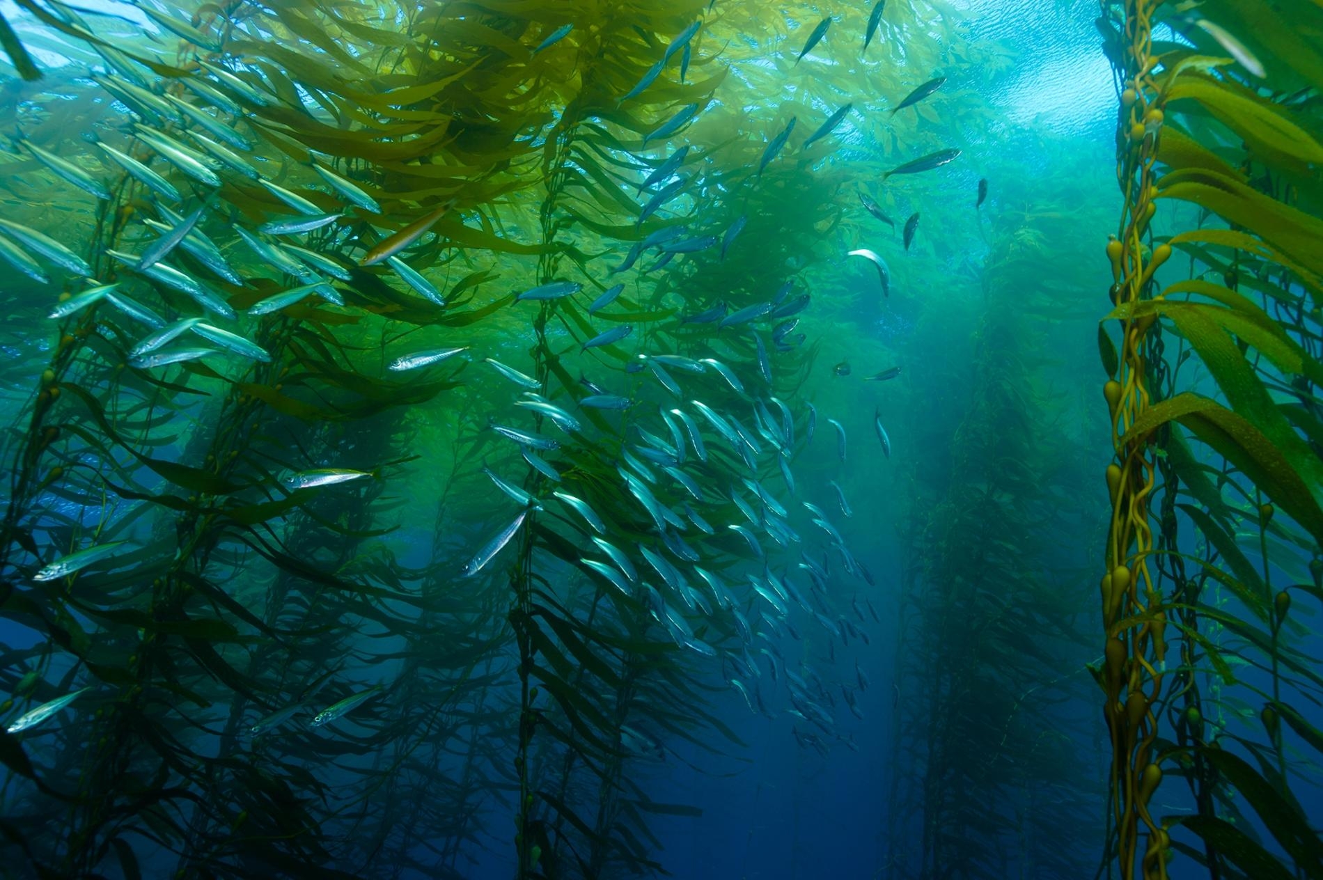 加州科提斯沙洲（Cortes Bank）的巨藻森林的海洋生活環境。目前海水暖化和生態系統失衡的情況在巨藻森林區很嚴重。PHOTOGRAPH BY BRIAN SKERRY, NAT GEO IMAGE COLLECTION