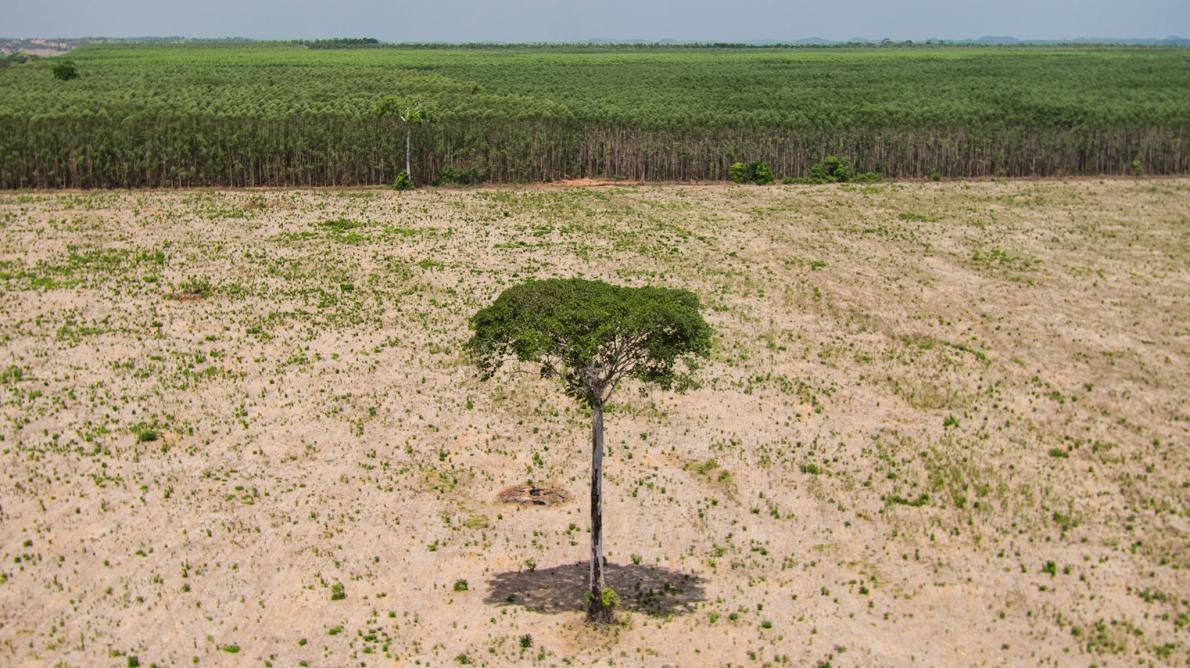 亞馬遜雨林東北邊緣、巴西的馬拉尼昂（Maranhão）地區，一棵孤零零的硬木樹，在整片的森林砍伐中逃過一劫。PHOTOGRAPH BY CHARLIE HAMILTON JAMES, NAT GEO IMAGE COLLECTION