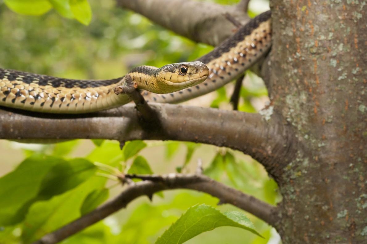 東部襪帶蛇是北美洲東部的原生種。PHOTOGRAPH BY MICHELLE GILDERS, ALAMY