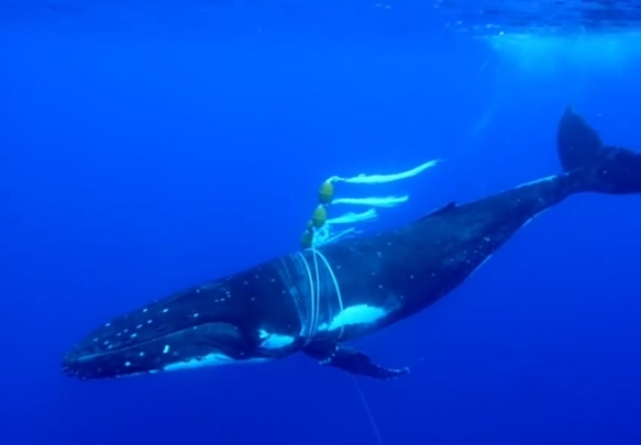 東加海域被漁網漁繩纏住身體及胸鰭的大翅鯨，Credit: Cole Harrison