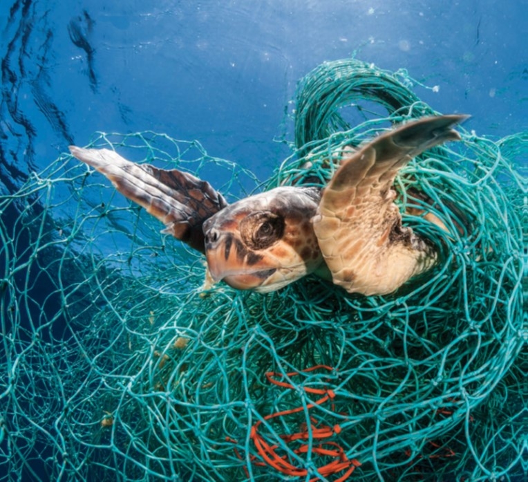 地中海海域遭幽靈漁網困住的赤蠵龜，照片取自世界動物保護協會2019年報告封面，Credit: Jordi Chias