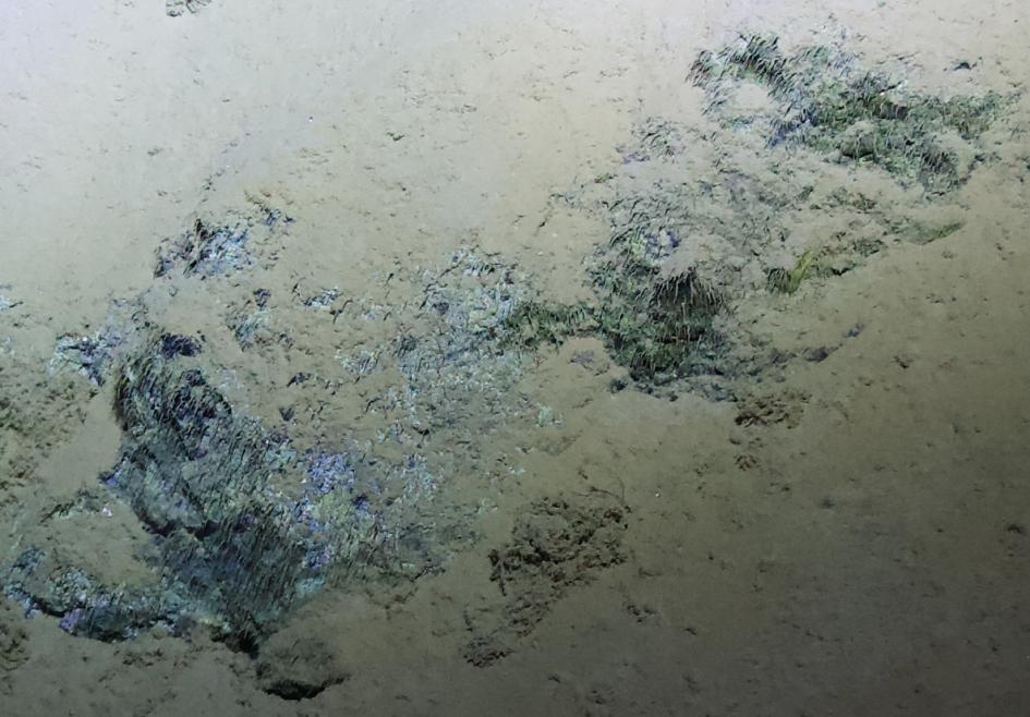 這些被認為是微生物群落的細絲狀結構物，是在2012年前往馬里亞納海溝（Mariana Trench）的「深海挑戰」期間，在水深達1萬668公尺的瑟琳娜深淵（Sirena Deep）的岩石露頭上觀察到的。PHOTOGRAPH BY KEVIN PETER HAND