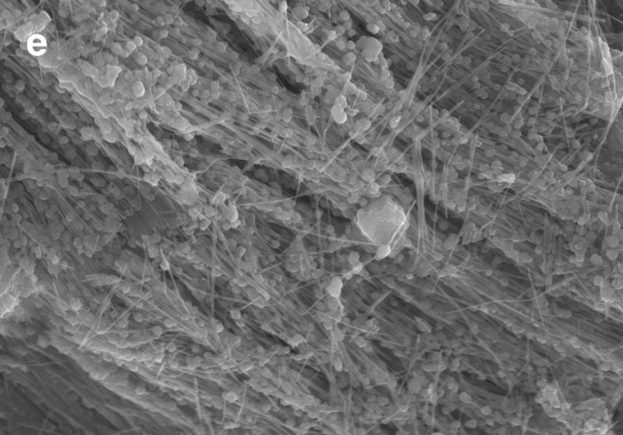 一張瑟琳娜深淵取得樣本的電子掃描顯微照片，裡面能看到微小的細絲緊密結合著富含碳的結構，因而被當作可能是微生物群存在的證據。PHOTOGRAPH BY KEVIN PETER HAND
