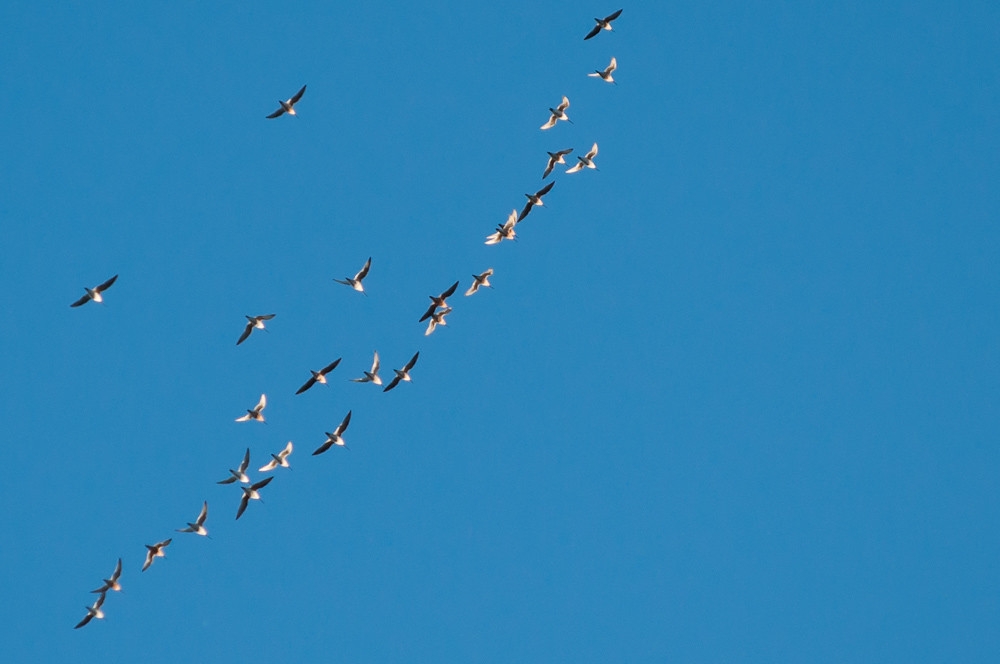每年飛越澳洲的鷸鴴類水鳥中，有30多個種在漫長的遷徙過程中遭到獵殺。照片來源：Dominic Hartnett（CC BY-NC-ND 2.0）