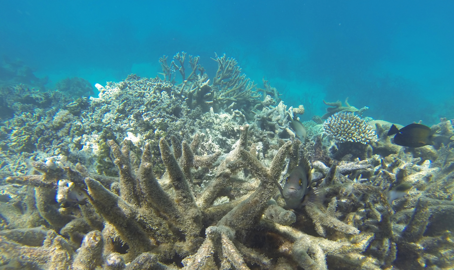 每年14,000噸的防曬乳已造成海洋裡的珊瑚礁白化與死亡。