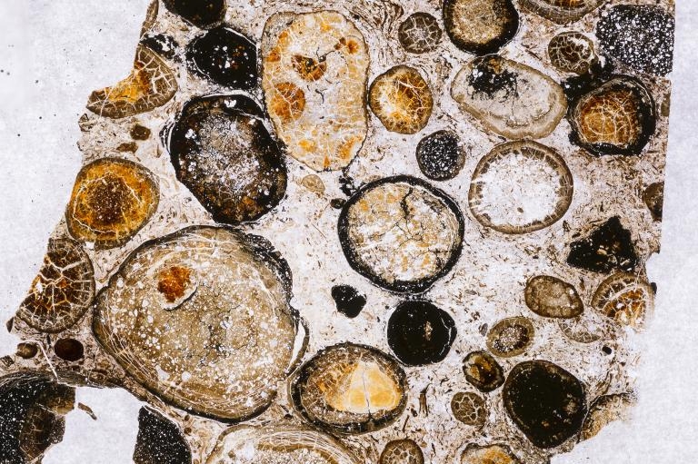 科學家將一些胃部內容物的碎片鑲嵌進樹脂中，從而將它們切成適合用顯微鏡觀察的薄片，由此顯示出上千片微小的植物化石。 IMAGE BY ROYAL TYRRELL MUSEUM OF PALAEONTOLOGY 