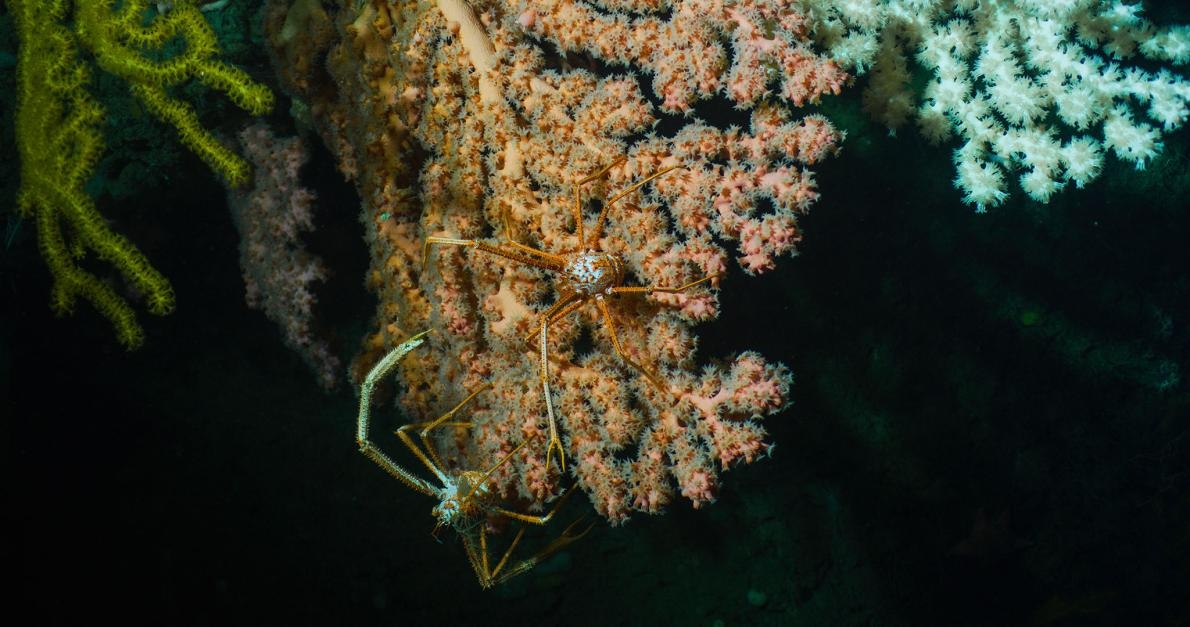 海底山國家紀念區裡粉紅色的泡泡糖珊瑚為兩隻螃蟹提供了合適的棲地。PHOTOGRAPH BY LUIS LAMAR, NATIONAL GEOGRAPHIC 