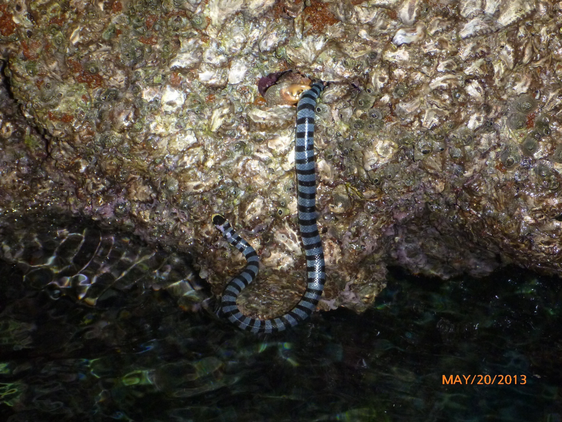 一隻小黃唇青斑海蛇被洞內的螃蟹夾住無法脫身。攝影：杜銘章