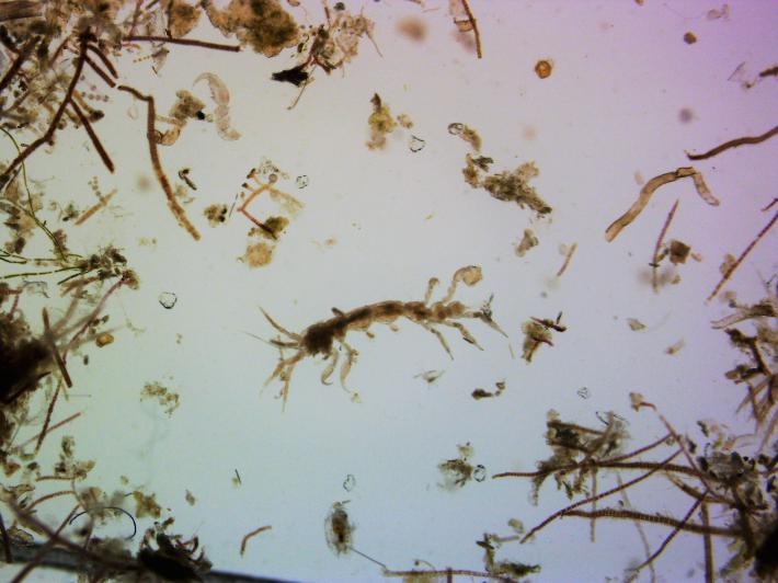 這是一種骷髏蝦（skeleton shrimp），牠們是一種大量棲息在赤蠵龜龜殼上的端足類動物。研究人員在24隻赤蠵龜上發現超過10萬隻骷髏蝦。PHOTOGRAPH BY DR. JEROEN INGELS
