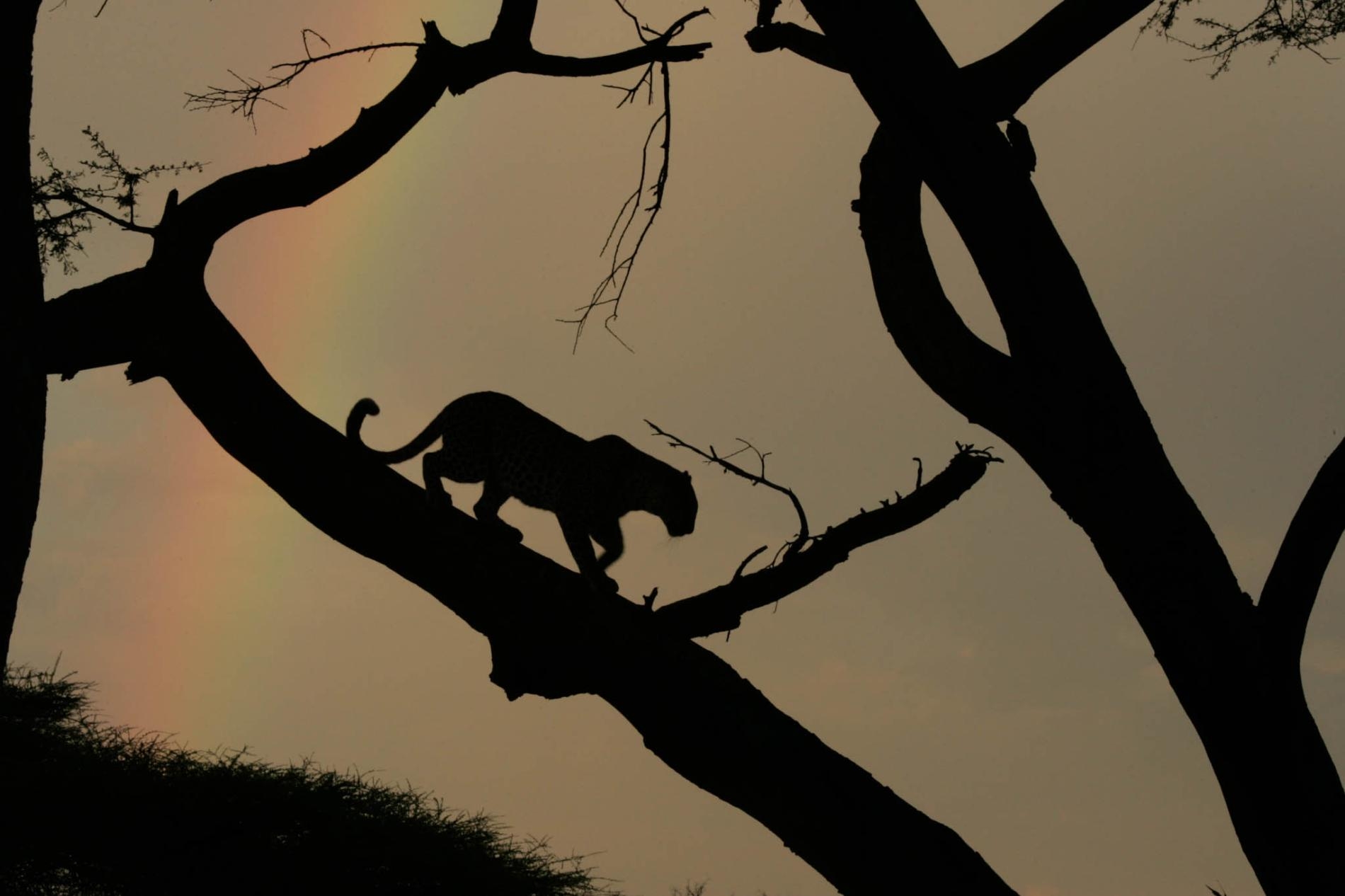 Photograph by Beverly Joubert, Nat Geo Image Collection