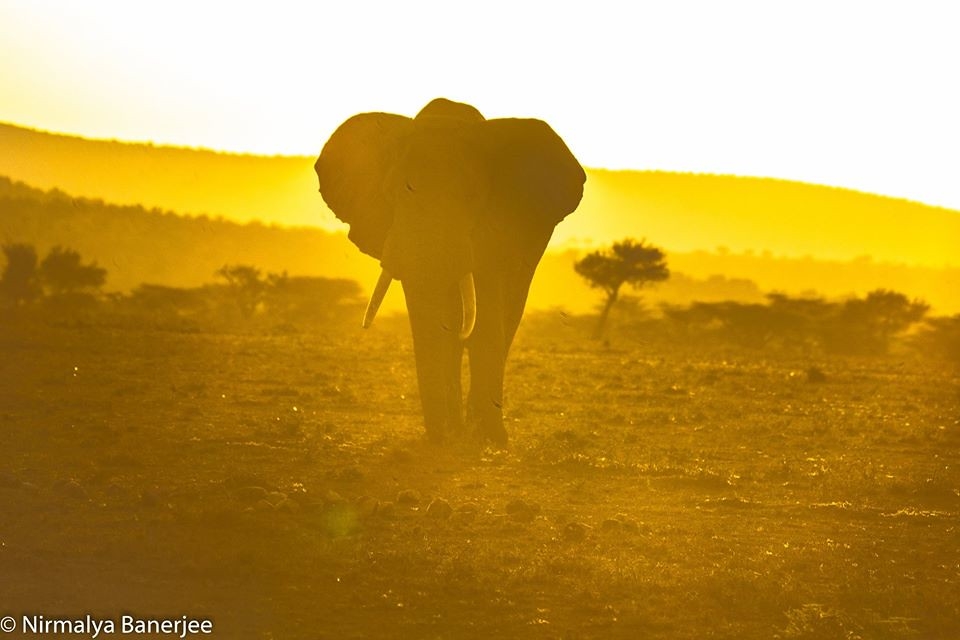 保育是新的商業模式 肯亞馬賽地主：「我的土地已屬於大象、牛羚和獅子們」
