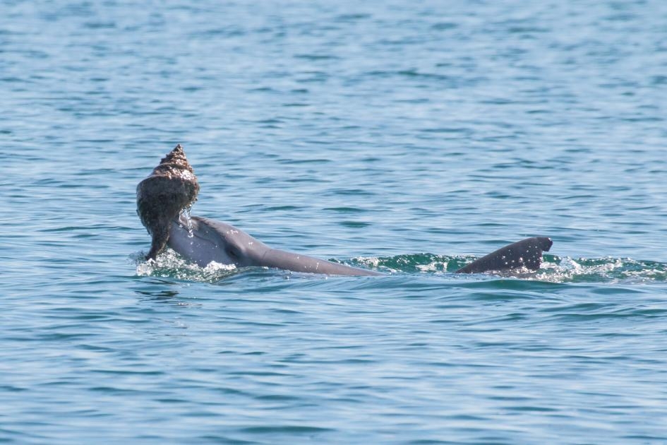 鯊魚灣的一隻海豚正使用螺殼捕魚，這是已知唯二的鯨豚使用工具案例。 PHOTOGRAPH BY SONJA WILD, DOLPHIN INNOVATION PROJECT 