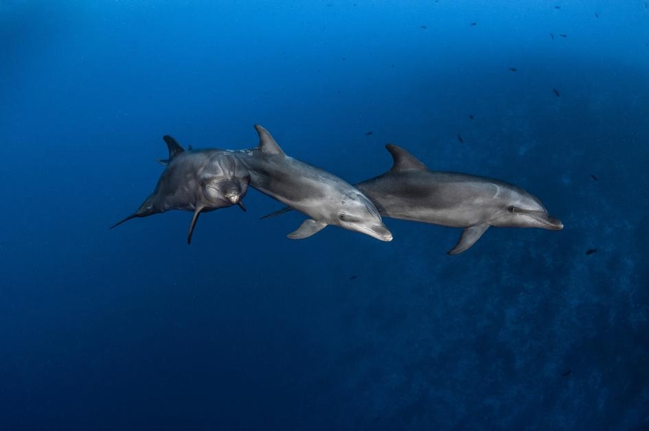 在法屬玻里尼西亞倫吉拉海峽（Rangiroa Channel）狩獵的瓶鼻海豚。這種海洋哺乳動物會使用兩種工具來找食物，這在自然界是很少見的行為。PHOTOGRAPH BY GREG LECOEUR, NAT GEO IMAGE COLLECTION