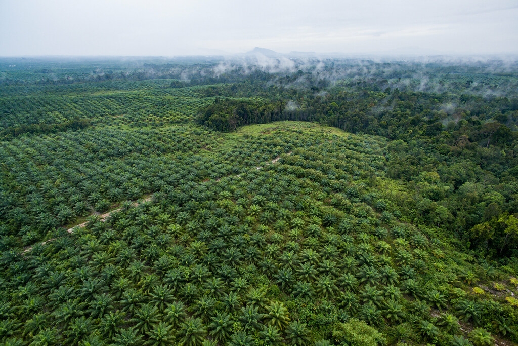 印尼的熱帶森林遭砍伐後，改為單一作物——棕櫚樹。照片來源：CIFOR（CC BY-NC-ND 2.0）