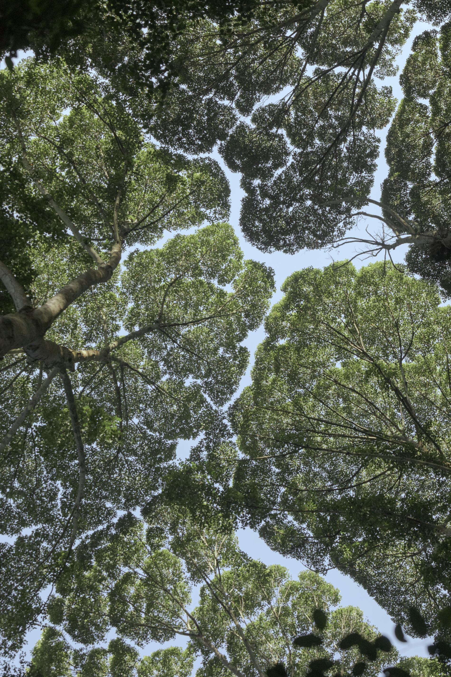 馬來西亞森林研究所（Forest Research Institute Malaysia）的龍腦香樹林展現出「樹冠羞避」的現象，也就是一些樹種的樹冠間會出現一些空隙以防止樹枝互相碰觸，形成像渠道一般的空隙。PHOTOGRAPH BY IAN TEH, NATIONAL GEOGRAPHIC