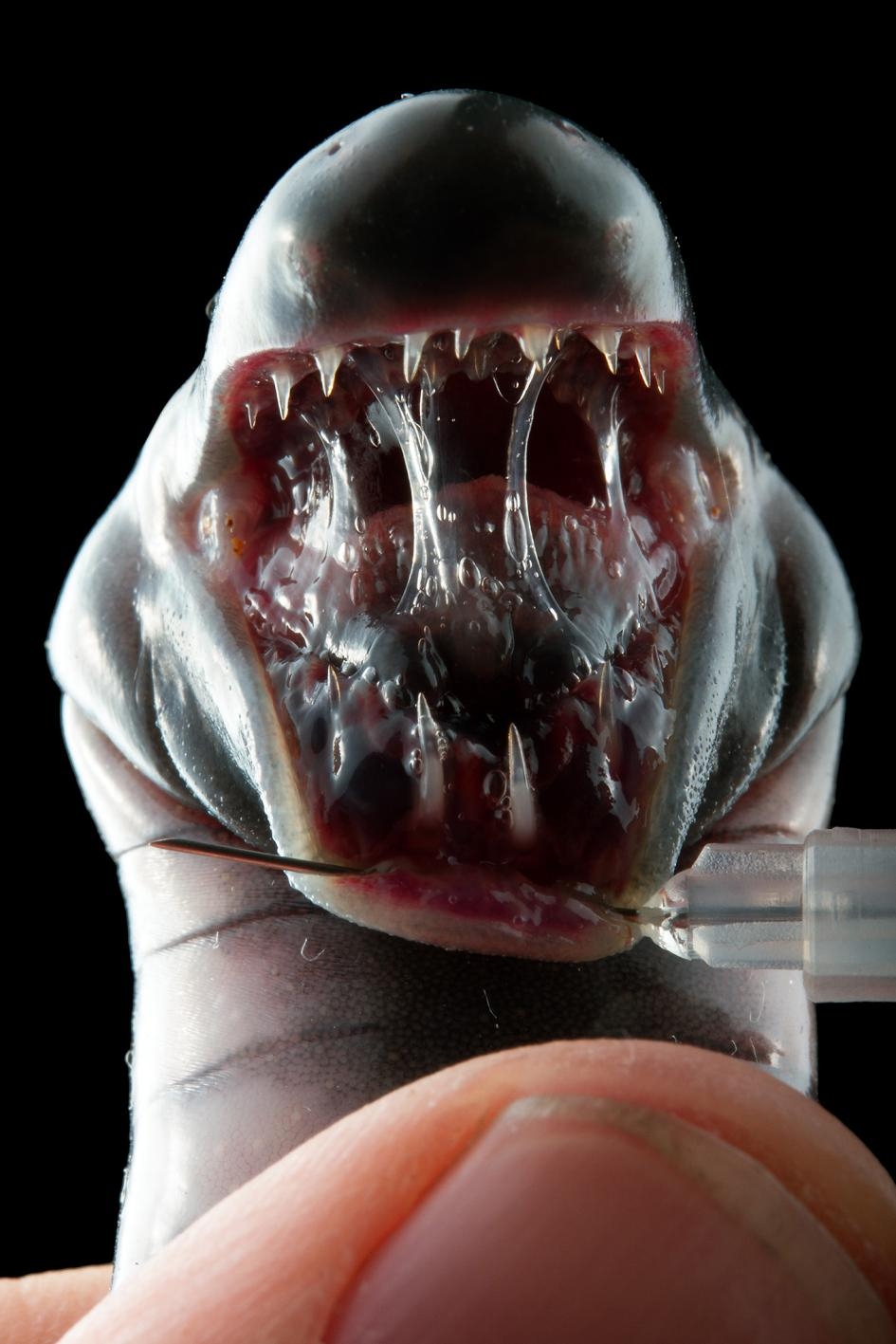 一隻博物館收藏的粗線真蚓螈（<i>Caecilia pachynema</i>）標本顯露出牠的三排牙齒。PHOTOGRAPH BY ALEJANDRO ARTEAGA