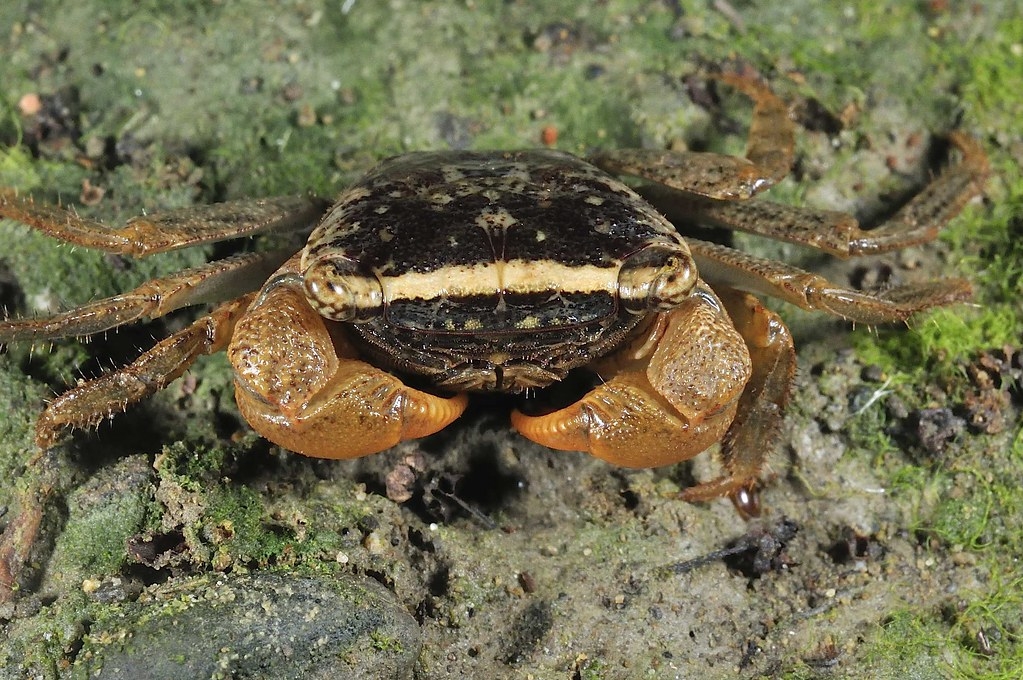 金額擬相手蟹（Parasesarma aurifrons），以額頭有一條金黃色的橫帶得名。圖片來源：墾管處