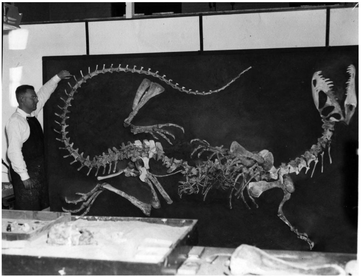 1950年代早期，沃恩．蘭斯頓（Wann Langston, Jr.）於加州大學柏克萊分校督導第一副雙脊龍骨骸的重建工作。TEXAS VERTEBRATE PALEONTOLOGY COLLECTIONS 