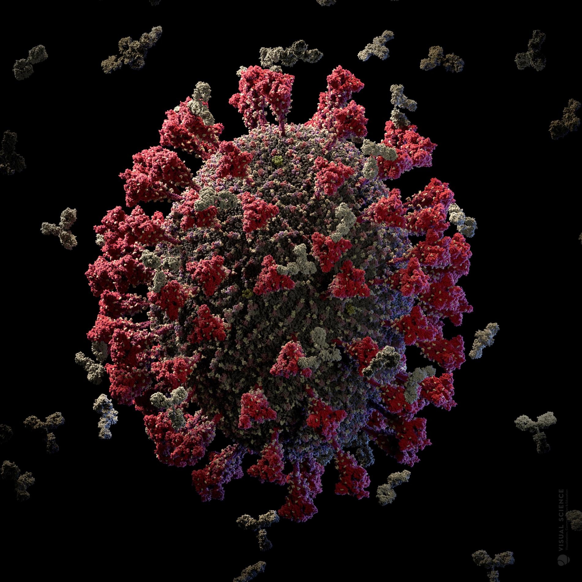 SARS-CoV-2病毒的表面覆蓋著棘蛋白（紅色）。莫德納的傳訊RNA（mRNA）疫苗會教導人體辨識這些棘蛋白，讓人體能生產一批中和抗體（白色），在冠狀病毒造成感染之前就阻止它。MODEL AT ATOMIC RESOLUTION IN BY VISUAL SCIENCE