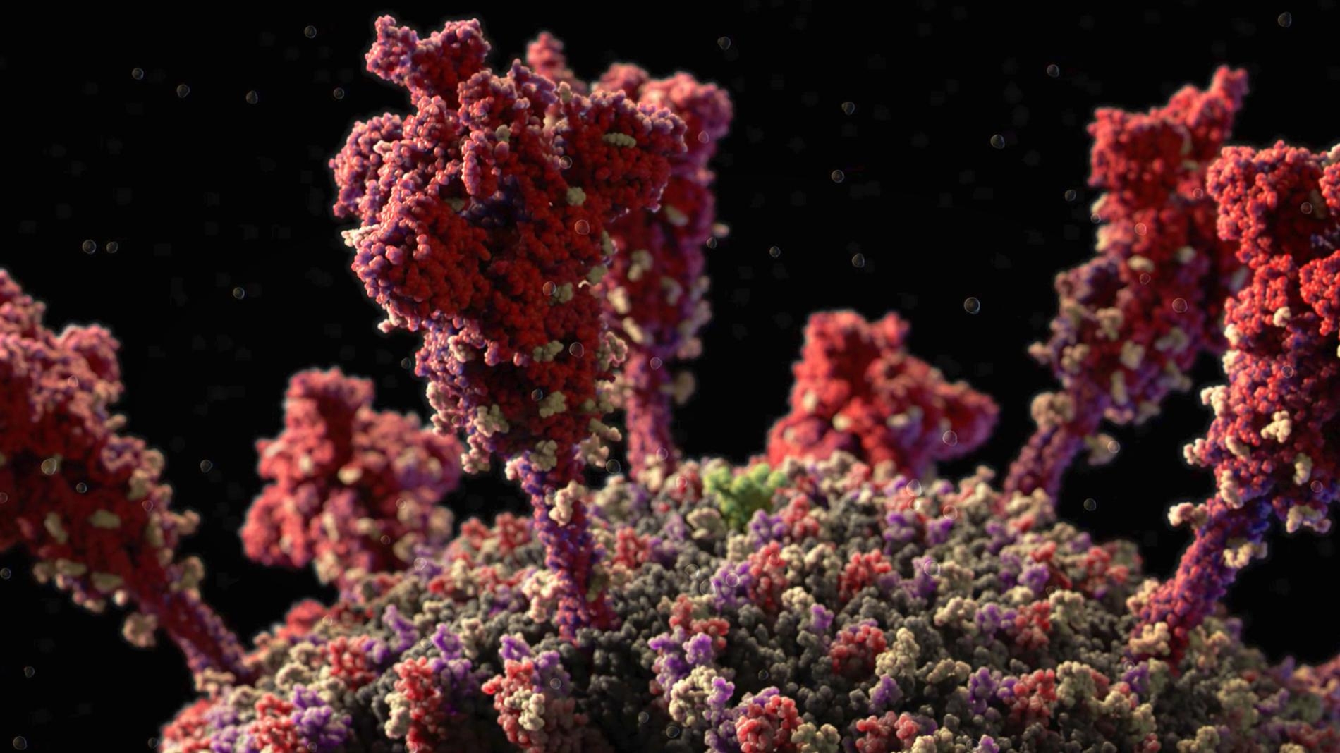 數十個皇冠狀的棘蛋白（紅色）──冠狀病毒因而得名──從病毒表面突出，使病毒得以感染人類細胞。MODEL AT ATOMIC RESOLUTION IN BY VISUAL SCIENCE