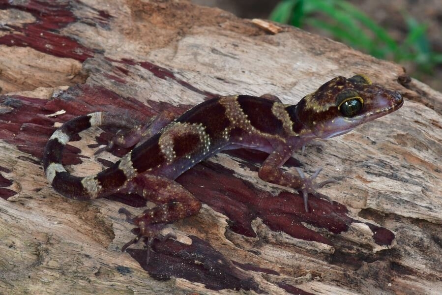 儘管林地遭受破壞，仍有一些新種發現於普雷朗森林中。彎趾壁虎（Bent-toed Gecko, Cyrtodactylus phnomchiensis）就是其中之一，而且生物學家Thy Neang和Bryan Stuart描述該物種的文章才剛在今年4月刊登於《Zookeys》期刊中。Neang與Stuart在文章中指出，由於森林棲地正不斷流失，必須「緊急執行」（“urgently warranted”）這個物種的保育狀況評估。圖片來源：Thy Neang