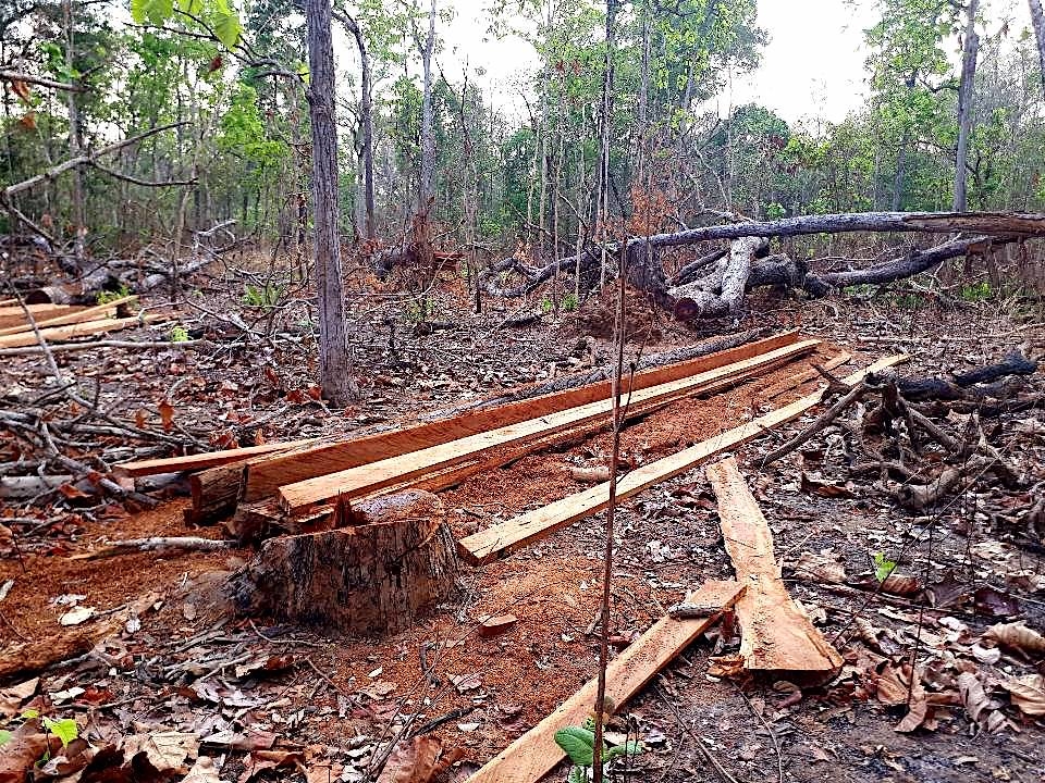 普雷朗保護區內曾經挺立的大樹，如今剩下殘株，其餘部位則變成木材。圖片來源：普雷朗社群網絡（Prey Lang Community Network）