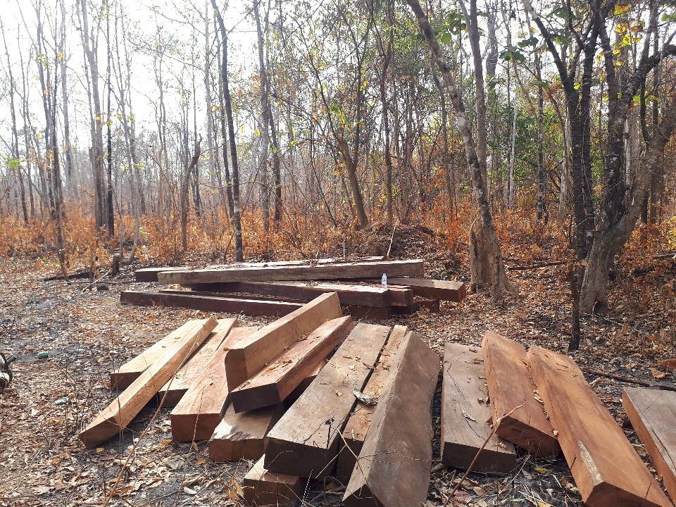 剛砍下來的木材堆放在普雷朗野生物保護區內。圖片來源：普雷朗社群網絡