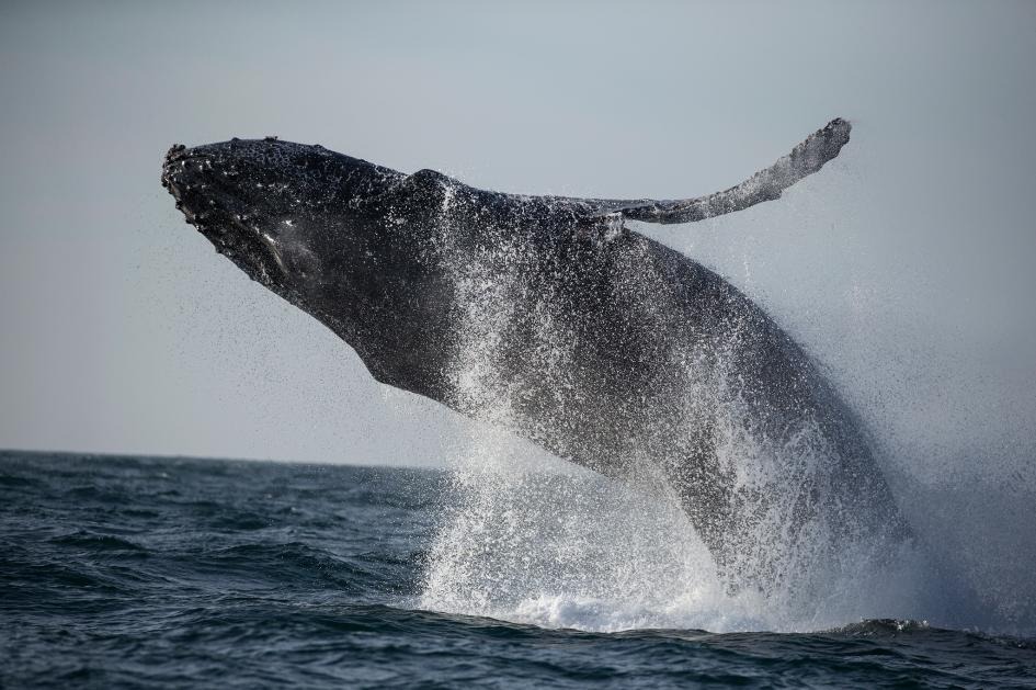 一隻座頭鯨躍出加州蒙特利灣（Monterey Bay）溫暖的海域。PHOTOGRAPH BY PAUL NICKLEN, NAT GEO IMAGE COLLECTION 