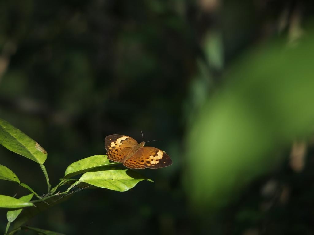 到哪裡、什麼時候有機會看到黃襟蛺蝶？不妨到台灣生物多樣性網絡（TBN）來找資料！攝影：柯智仁；特生中心提供