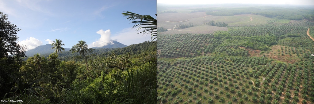 左：印尼北蘇拉威西省為種植椰子而開墾的雨林一景。圖片來源：Rhett A. Butler（Mongabay）；右：印尼蘇門答臘省大規模栽植的油棕園。攝影：彭瑞祥。